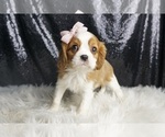 Small Photo #51 Cavalier King Charles Spaniel Puppy For Sale in WARSAW, IN, USA
