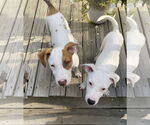 Small #4 American Pit Bull Terrier Mix