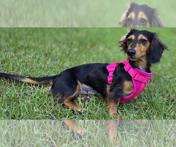 Medium Photo #7 Dachshund Puppy For Sale in Shelbyville, TN, USA