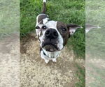 Small American Pit Bull Terrier Mix