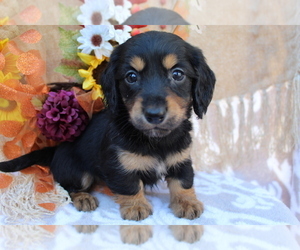 Dachshund Puppy for sale in SHILOH, OH, USA