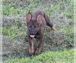 Small Photo #1 German Shepherd Dog Puppy For Sale in FREDERICKTOWN, OH, USA