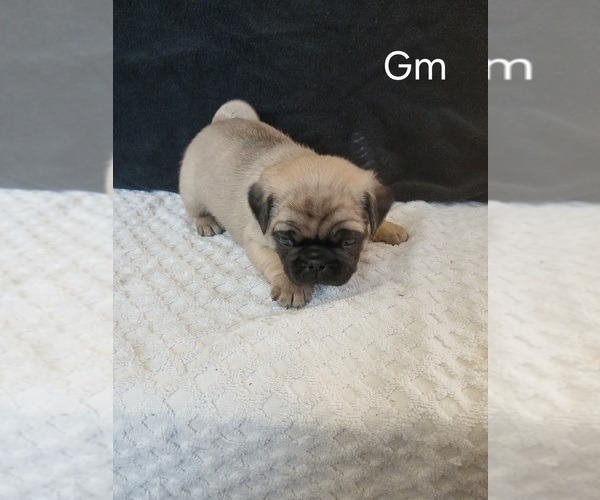 Medium Photo #10 Pug Puppy For Sale in EDGAR, WI, USA