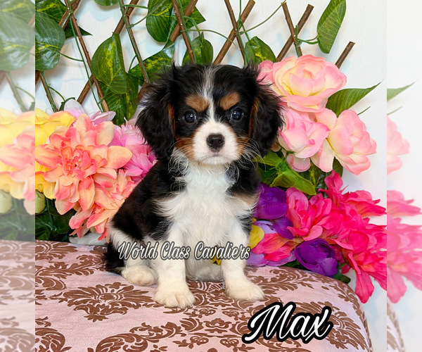 Medium Photo #1 Cavalier King Charles Spaniel Puppy For Sale in MIAMI, FL, USA