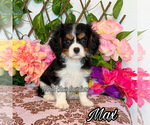 Image preview for Ad Listing. Nickname: Max