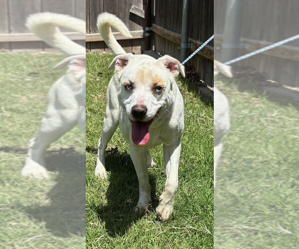 Medium Photo #1 American Pit Bull Terrier Puppy For Sale in Great Bend, KS, USA