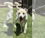 Small American Pit Bull Terrier