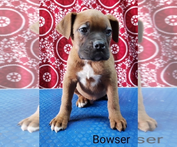 Medium Photo #1 Boxer Puppy For Sale in EDINA, MO, USA