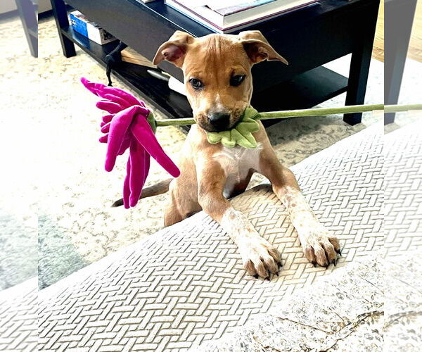 Medium Photo #15 Mutt Puppy For Sale in pomfret, CT, USA