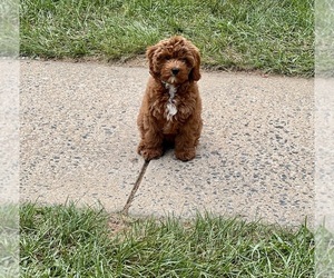 Cavapoo (Standard) Puppy for sale in LANCASTER, PA, USA