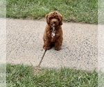 Small Cavapoo (Standard)