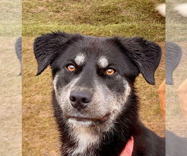 Medium Photo #3 Aussiedor Puppy For Sale in Newport Beach, CA, USA