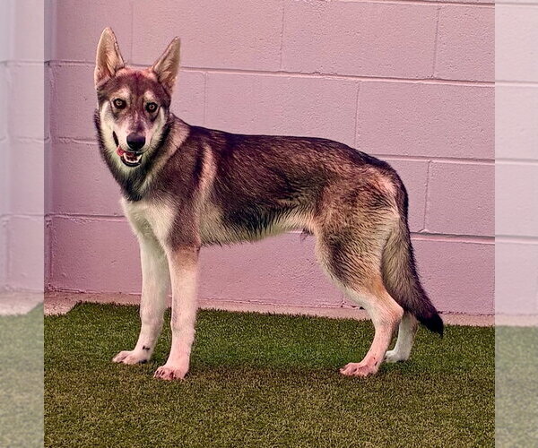Medium Photo #2 German Shepherd Dog Puppy For Sale in Cupertino, CA, USA