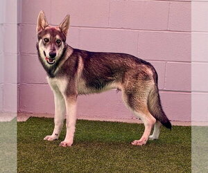Sterling - Male German Shepherd Dog Dog for Adoption - Photo #2