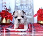 Small Photo #1 English Bulldog Puppy For Sale in EAST GREENWICH, RI, USA
