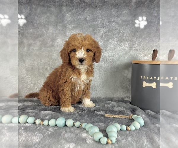 Medium Photo #6 Goldendoodle (Miniature) Puppy For Sale in INDIANAPOLIS, IN, USA