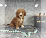 Small #5 Goldendoodle (Miniature)