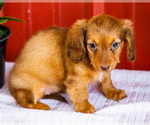 Small #6 Dachshund