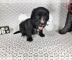 Small Photo #14 Golden Mountain Dog Puppy For Sale in BLACK FOREST, CO, USA