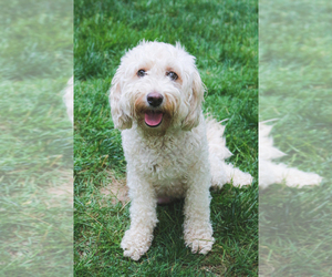 Mother of the Bernedoodle (Miniature) puppies born on 05/17/2025