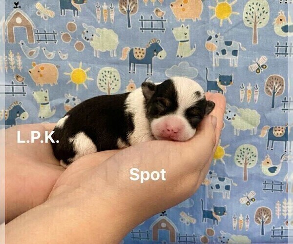 Medium Photo #4 Chihuahua Puppy For Sale in WINNSBORO, LA, USA