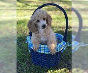 Poodle (Miniature) Puppy for sale in FORT WORTH, TX, USA