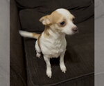 Small #1 Chihuahua