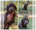 Small Photo #1 Labradoodle Puppy For Sale in MOUNT VERNON, IL, USA