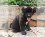 Puppy Puppy 3 Akita