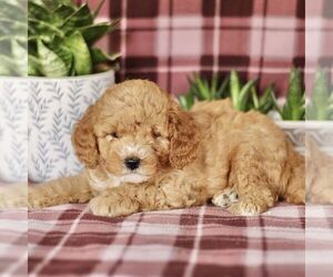 Cavapoo Puppy for sale in PARADISE, PA, USA