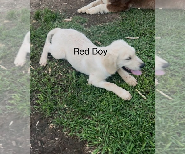 Medium Photo #9 Golden Retriever Puppy For Sale in BOILING SPGS, SC, USA