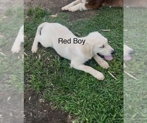 Medium Golden Retriever
