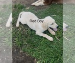 Puppy 2 Golden Retriever