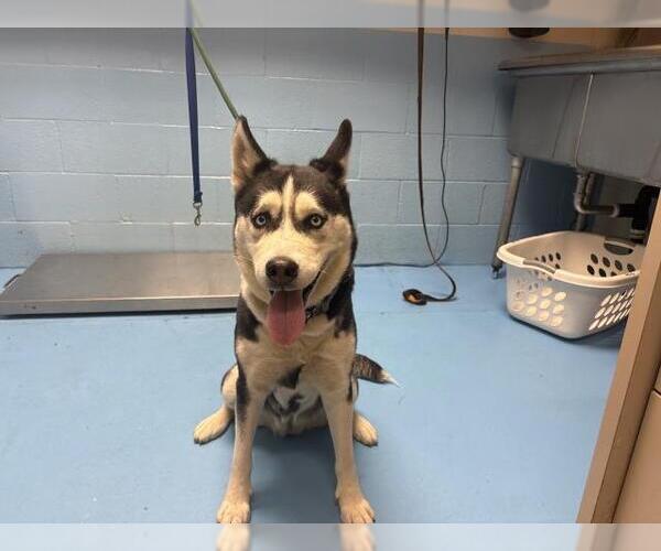 Medium Photo #1 Siberian Husky Puppy For Sale in Moreno Valley, CA, USA