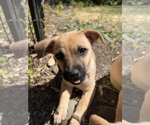 Medium Photo #2 Chiweenie Puppy For Sale in Milwaukie, OR, USA