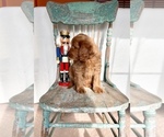 Small Photo #3 Goldendoodle (Miniature) Puppy For Sale in WEST POINT, KY, USA