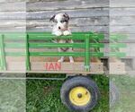 Small Photo #2 Australian Shepherd Puppy For Sale in BRIDGEWATER, VA, USA