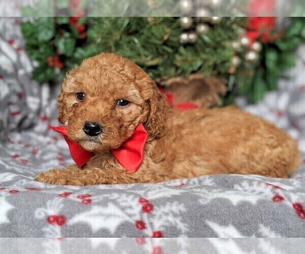 Medium Photo #5 Goldendoodle Puppy For Sale in LANCASTER, PA, USA