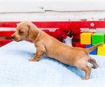 Small #1 Dachshund