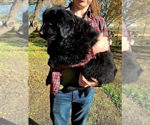 Medium Photo #1 Newfoundland-Sarplaninac (Illyrian Sheepdog ) Mix Puppy For Sale in KENNEWICK, WA, USA