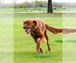 Small #6 Golden Shepherd