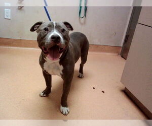 Mutt Dogs for adoption in Martinez, CA, USA