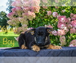 Small Photo #8 German Shepherd Dog Puppy For Sale in MUNNSVILLE, NY, USA