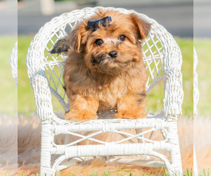 Medium Yorkipoo