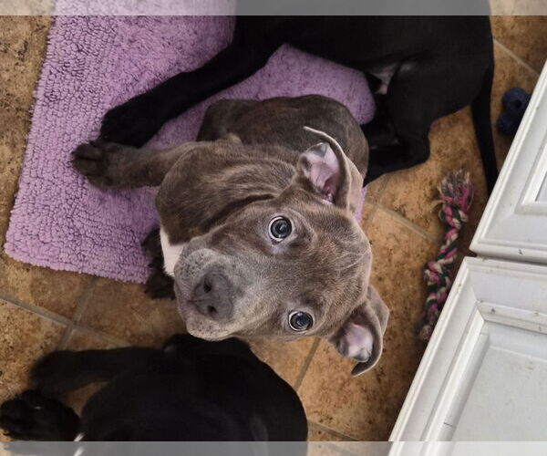 Medium Photo #5 American Pit Bull Terrier-Unknown Mix Puppy For Sale in Holly Springs, NC, USA