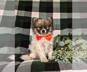 Shorkie Tzu Puppy for sale in OXFORD, PA, USA
