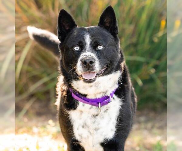 Medium Photo #2 Mutt Puppy For Sale in Camarillo, CA, USA
