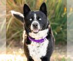 Small #1 Mutt