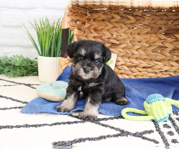 Medium Photo #3 Schnauzer (Miniature) Puppy For Sale in SYRACUSE, IN, USA