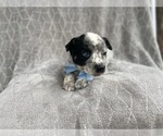 Small Photo #8 Australian Cattle Dog Puppy For Sale in LAKELAND, FL, USA